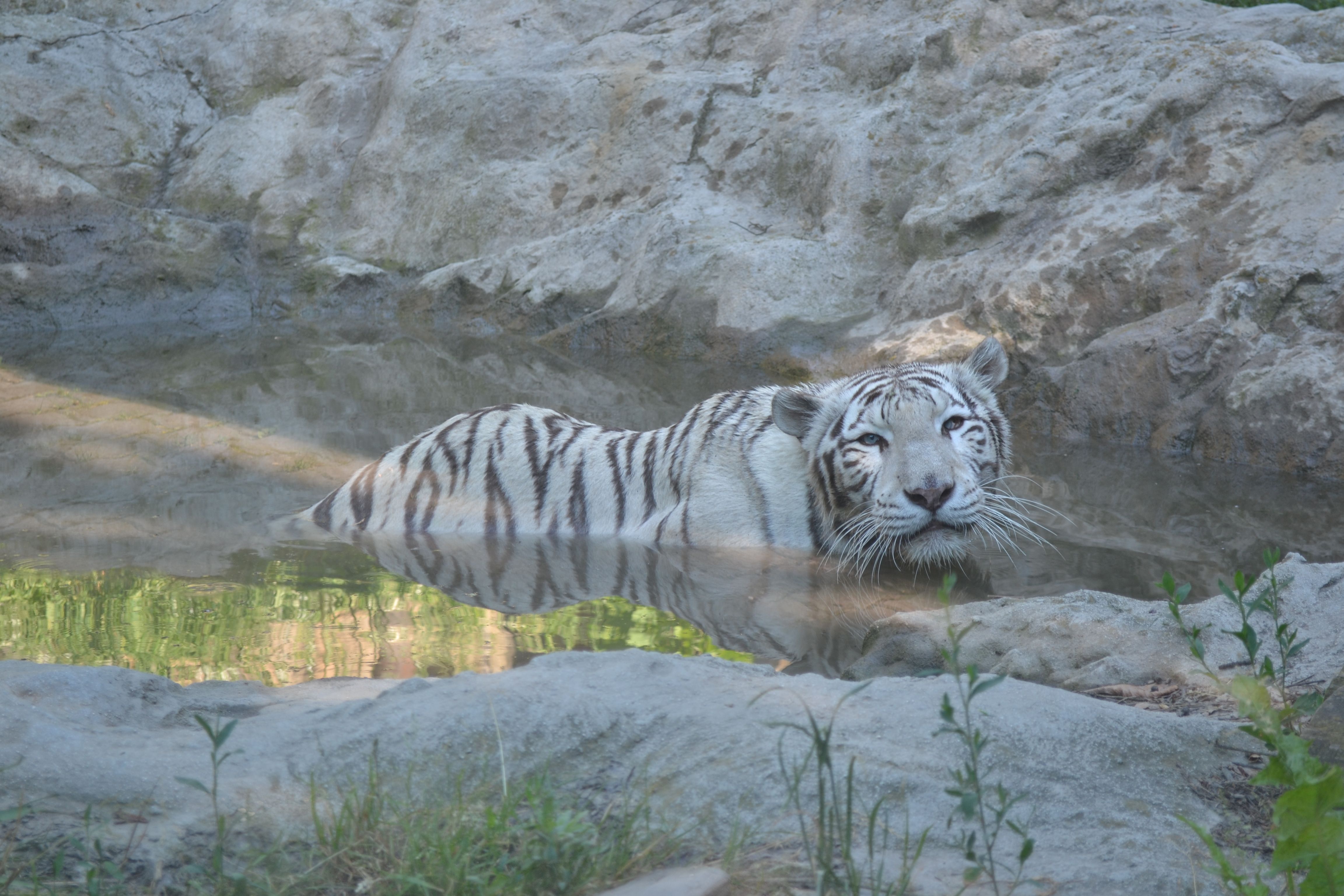 tigrica Shilang vo vode